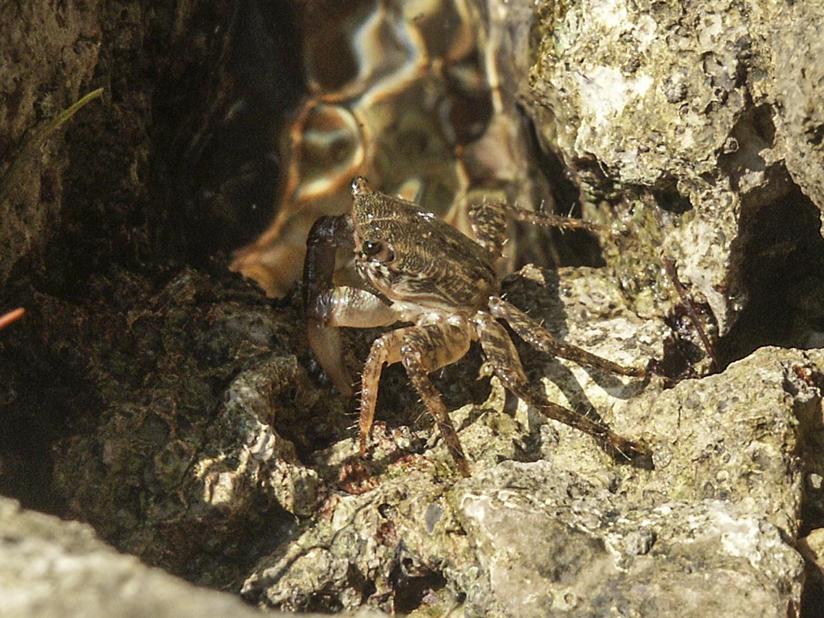 Pachygrapsus marmoratus